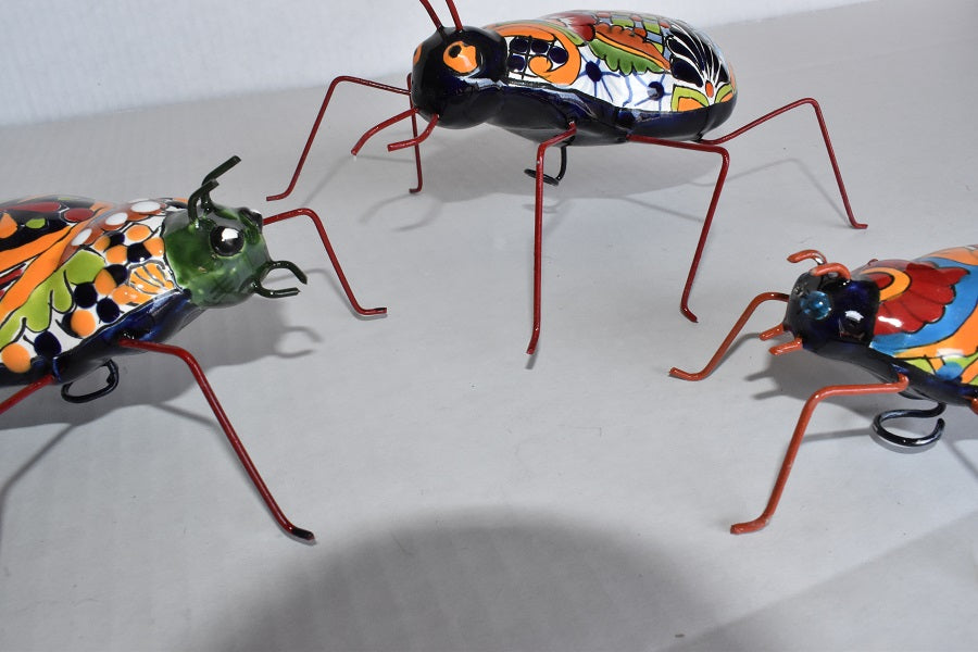 COLLECTION TALAVERA BEETLES