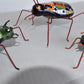 COLLECTION TALAVERA BEETLES