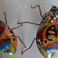 COLLECTION TALAVERA BEETLES