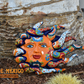 WINDY SUN CLASSIC TALAVERA
