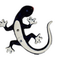 WALL SALAMANDER SPRING