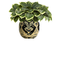 BULE-SM-GK